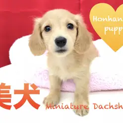 【ミニチュア・ダックスフント】将来美人間違いなしのダックスちゃん！その理由とは・・・？入店に密着☆：マルワン本羽田店PickupベイビーNo.512526