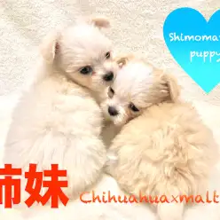 【MIX】まるで天使？！ふわふわチワマル姉妹♡下丸子店PickupベイビーNo.116238＆No.116239