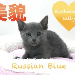 【ロシアンブルー】心打たれるロシアンスマイル☆超絶美貌なお嬢様！だけど実は甘えん坊・・・？：マルワン本羽田店PickuoベイビーNo.512525