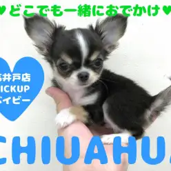 【極小チワワ】どこでも一緒♥連れ出したくなるコンパクトサイズ！高井戸店PICKUPベイビーNo.130001