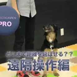 【ドッグトレーナーのテクニック】どこまで距離を延ばせる？？遠隔操作編：鎌ヶ谷店PROJECTKUNREN PRO VOL.4