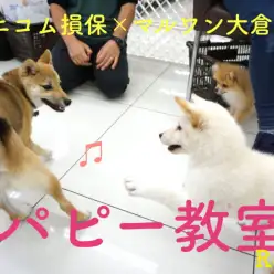 【4/25パピー教室開催報告!!】毎月開催！アニコム損保×マルワン大倉山店コラボイベント!!