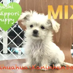 【MIX】食パンみたいなもふもふ感！抱っこせずにはいられない！：東日暮里店PickupベイビーNo.014209