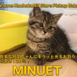 【ミヌエット】見事な短足ちゃんにキラッと光るお目々！可愛さ120%！：港北NT店PICKUPベイビー！NO.311773