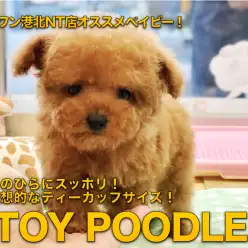 【トイ・プードル】手のひらにスッポリ！！理想的なティーカッププードル：港北NT店オススメベイビー！No.311771
