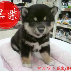 【柴犬】可愛さレベルMAX！！黒柴好きは絶対見逃すな！！：武蔵浦和店オススメベイビーNo.412673