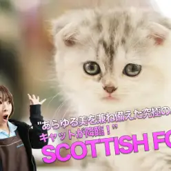【スコティッシュ・フォールド】あらゆる美を兼ね備えた究極のパステルキャット降臨♥：大倉山店PICKUPベイビーNo．6130684