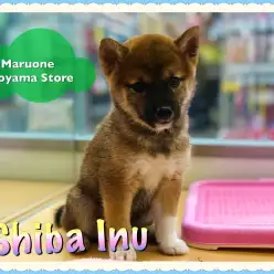 【柴犬】店長太鼓判！！全てが最高峰のSPECIAL柴犬：城山店PICKUPベイビー！NO.118230