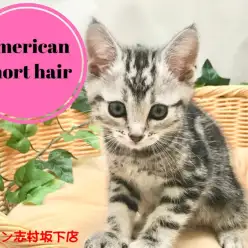 【アメリカンショートヘア】人懐っこい性格全開！正統派の美しすぎるシルバータビー！！：マルワン志村坂下店オススメベイビーNo.914345