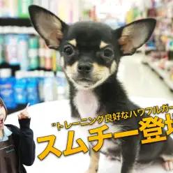 【チワワ・スムースコート】トレーニング状況良好なパワフルガール!日々のトレーニング内容と得意技披露!：大倉山店PICKUPベイビーNo.6130676