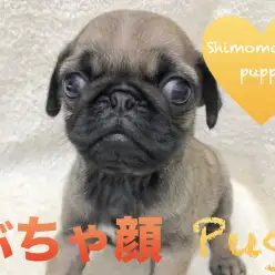 【パグ】シワの数は幸せの数？！癖になる可愛さにロックオン、現場からお写真多めでお届けします！：マルワン下丸子店オススメベイビーNo.116245