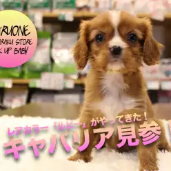 【キャバリア・キング・チャールズ・スパニエル】レアカラー「ルビー」登場！！ブレーズ綺麗な超ルックスに魅了されてください！！:マルワン白楽店Pickupベイビー！No.11561