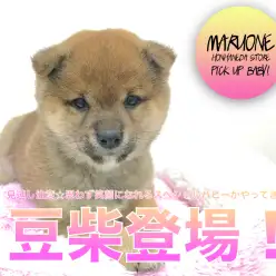 【豆柴】見逃し注意☆思わず笑顔になれるスペシャルパピーがやってきた！：マルワン本羽田店PICK UPベイビー！No.512527（東京都大田区）