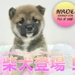 【柴犬】超絶甘えん坊！！抱っこされ方が可愛いクマ顔柴ちゃん！！：マルワン本羽田店PICK UPベイビー！No.512529（東京都大田区）