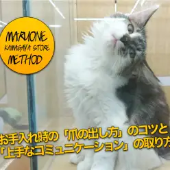 【猫ちょこっと豆知識】お手入れ時の「爪の出し方」のコツと「上手なコミュニケーション」の取り方：マルワン鎌ヶ谷店編