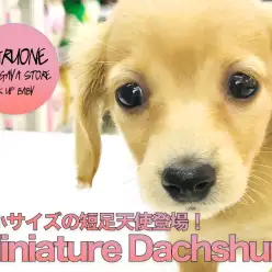 【カニンヘン・ダックスフント（女の子）】小さめサイズのマイルドクリーム！性格温厚のんびりレディー♪：マルワン鎌ヶ谷店子犬情報No.117150（千葉県鎌ヶ谷市〉