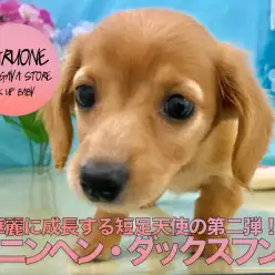 【カニンヘン・ダックスフント】華麗に成長する小さめ短足天使の第二弾♪その成果をご覧あれ！：マルワン鎌ヶ谷店子犬情報！No.117150（千葉県鎌ケ谷市）