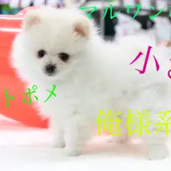【ポメラニアン】綿毛のようなクリアホワイトのポメラニアン！ピッタリ寄り添う甘えん坊さんにメロメロ！？：マルワン梅島店pick upベイビーNo.119107