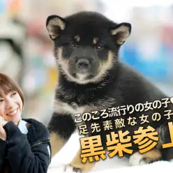 【柴犬】このごろ流行りの女の子♥足先素敵な女の子♪：マルワン大倉山店PICKUPベイビー No.6130686