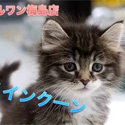 【メインクーン】吸い込まれそうな瞳！温和で甘えん坊な心優しいジャイアントキャット：マルワン梅島店Pick UpベイビーNo.119103