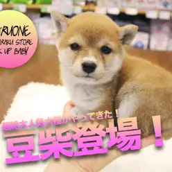 【豆柴】超絶カワイイ極小の柴犬がやってきた！鮮やかな赤色がとっても綺麗！:マルワン白楽店Pickupベイビー！No.11559