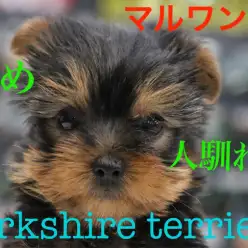 【ヨークシャーテリア】小さい宝石！成長とともに色が変わる！？Jewelry Dog!：マルワン梅島店Pick UpベイビーNo.119101