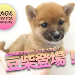 【豆柴】見逃し注意!!甘いマスクの「本家豆柴」がやってきました！：マルワン高井戸店オススメベイビーNo.130027