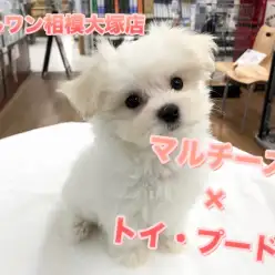【MIX犬（マルプー）】マルチーズ×トイ・プードルのハイブリッド！オンリーワンのチャームポイントと今日からできるペットが心を開いてくれる方法を大公開♪：マルワン相模大塚店Pick UpベイビーNo.814457