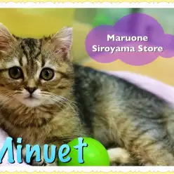 【ミヌエット】登場！超ハイブリット猫！！：城山店PICKUPベイビー！NO.118223