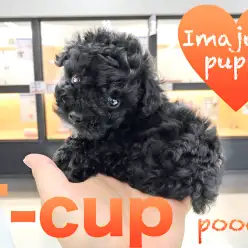 【ティーカッププードル】希少！美しい輝きは極小サイズの黒い宝石！眩いばかりの至極の瞳は超必見！：ペットショップマルワン今宿店(神奈川県横浜市)｜オススメ子犬情報｜No.120112