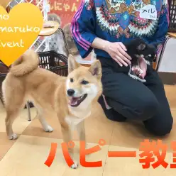 【わんこのしつけ】マルワン×アニコムコラボ企画！パピー教室！inマルワン下丸子店