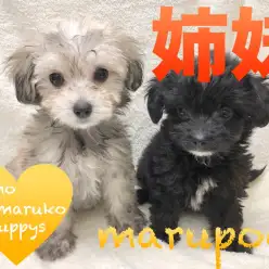 【MIX・マルプー】ブラックとフォーンの真逆カラー姉妹がやってきた！♡ペットショップマルワン下丸子店（東京都大田区）｜子犬情報｜No.116247＆No.116248