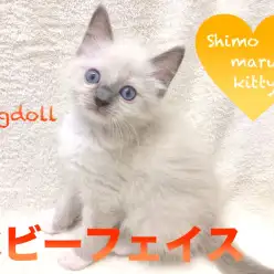 【ラグドール】わんちゃん派も度肝を抜く可愛さ。ブルーの瞳が美しいベビーフェイス登場！：ペットショップマルワン下丸子店（東京都大田区）｜オススメ子犬情報｜No.116253