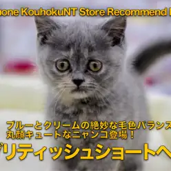 【ブリティッシュショートヘア】ブルーとクリームの絶妙な毛色バランス！丸顔キュートなニャンコ登場！：ペットショップマルワン港北NT店（神奈川県横浜市）｜オススメ子猫情報｜NO.311778