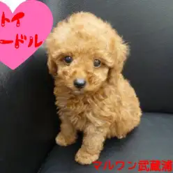 【トイ・プードル】人気ナンバーワンのタイニーサイズ!テディベアプードルがやって来た!:ペットショップマルワン武蔵浦和店(さいたま市)|オススメ子犬情報!No.412681