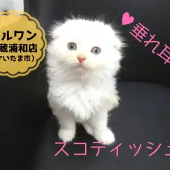 【長毛スコティッシュフォールド】垂れ耳♡まる顔♡大福スコちゃん♪:ペットショップ マルワン武蔵浦和店(さいたま市)|子猫情報!No.412685