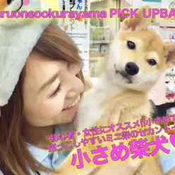 【ミニ柴犬】初心者・女性にオススメ!!小さめで抱っこしやすいミニ柴のセカンドインプレ！：ペットショップマルワン大倉山店（横浜市）｜子犬情報！No.6130678