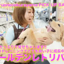 【ゴールデンレトリバー】楽しい動画たっぷりでレポート!!毎日のトレーニングでとても良い子に成長中♥：ペットショップマルワン大倉山店（横浜市港北区）｜子犬情報！No.6130691