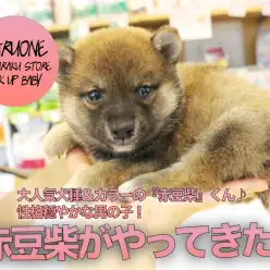 【豆柴】大人気犬種＆カラーの『赤豆柴』くん♪性格穏やかな男の子！:ペットショップマルワン白楽店（横浜市）｜子犬情報！No.11566