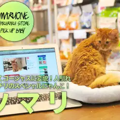 【ソマリ】美しくゴージャスに変貌！人馴れバッチリのスペシャルにゃんこ！:ペットショップマルワン白楽店（横浜市）|子猫情報！No.11543