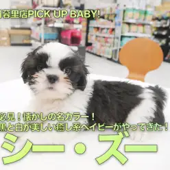 【B&Wシーズー】必見！懐かしの名カラー！黒と白が美しい癒し系ベイビーがやってきた！：ペットショップマルワン東日暮里店（東京都荒川区）｜子犬情報！No. 014217