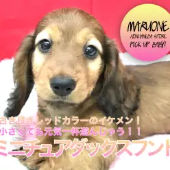 【ミニチュア・ダックスフント】古き良きレッドカラーのイケメン！小さくても元気一杯遊んじゃう！！：ペットショップマルワン本羽田店（東京都大田区）｜子犬情報！No.512533