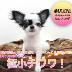 【極小チワワ】成犬時体重1kg台はほぼ確定！小さめわんこをお探しの方必見！生後4ヶ月の仰天レビュー！：ペットショップマルワン本羽田店（東京都大田区）｜子犬情報！No.512513