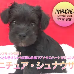 【ミニチュア・シュナウザー】希少ブラック登場！おヘソも見せちゃう従順な性格でアナタのハートを鷲づかみ♥：ペットショップマルワン本羽田店(東京都大田区)オススメ子犬情報！No.512535