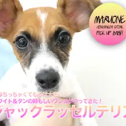 【ジャック・ラッセル・テリア】体はちっちゃくても心は大きい！ホワイト＆タンの頼もしいワンコがやってきた！：ペットショップマルワン本羽田店(東京都大田区)|子犬情報！NO.512536