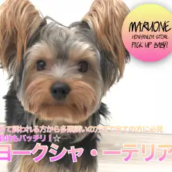 【ヨークシャーテリア】初めて飼われる方から多頭飼いの方まで全ての方に必見☆社会性もバッチリ！☆：ペットショップマルワン本羽田店（東京都大田区）｜子犬情報！NO.512487