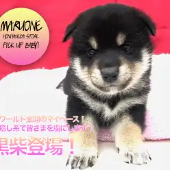 【柴犬】黒柴ワールド全開のマイペース！完全癒し系で皆さまを虜にします！：ペットショップマルワン本羽田店(東京都大田区)｜子犬情報！NO.512537