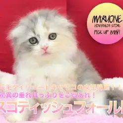 【スコティッシュ・フォールド】長毛ダイリュートキャリコの女王降臨！！驚異の垂れ耳っぷりをご覧あれ！：マルワン本羽田店（東京都大田区）｜子猫情報！No. 512531（東京都大田区）