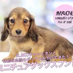 【REDダックス】父JKCチャンピオン！特別な血統のダックスがやってきた！：ペットショップマルワン鎌ヶ谷店（千葉県鎌ヶ谷市）｜子犬情報！No.117154