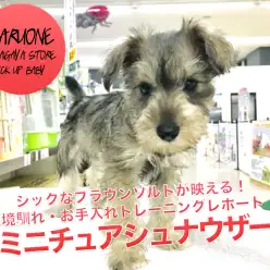 【珍色ミニチュアシュナウザー】シックなブラウンソルトが映える！環境馴れ・お手入れトレーニングレポート☆：ペットショップマルワン鎌ヶ谷店（千葉県鎌ケ谷市）｜子犬情報！No．117152